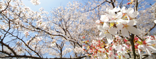 桜,花見